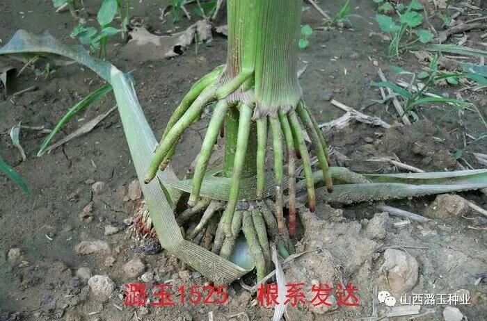 微信图片_20200309140424.jpg 微信图片_20200309140424.jpg