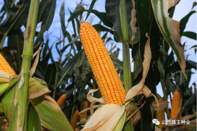 微信图片_20200309140517.jpg 微信图片_20200309140517.jpg