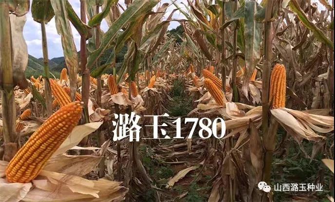 微信图片_20200309145457.jpg