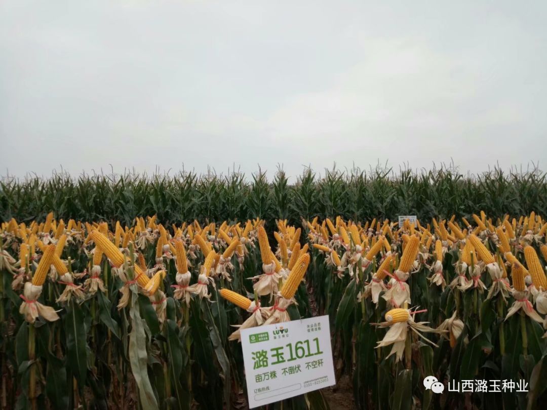 微信图片_20200416173429.jpg 微信图片_20200416173429.jpg