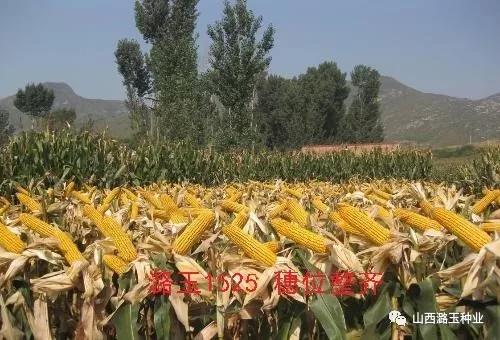 微信图片_20200416173438.jpg 微信图片_20200416173438.jpg