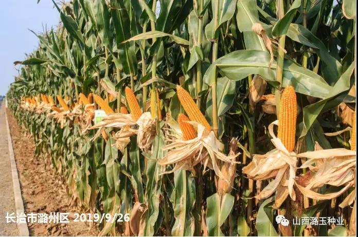 微信图片_20200416173445.jpg 微信图片_20200416173445.jpg