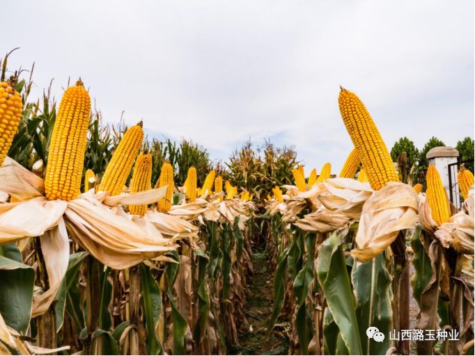 微信图片_20200416173448.jpg 微信图片_20200416173448.jpg