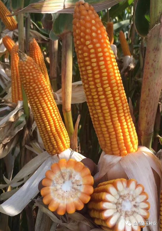 微信图片_20200417090409.png 微信图片_20200417090409.png