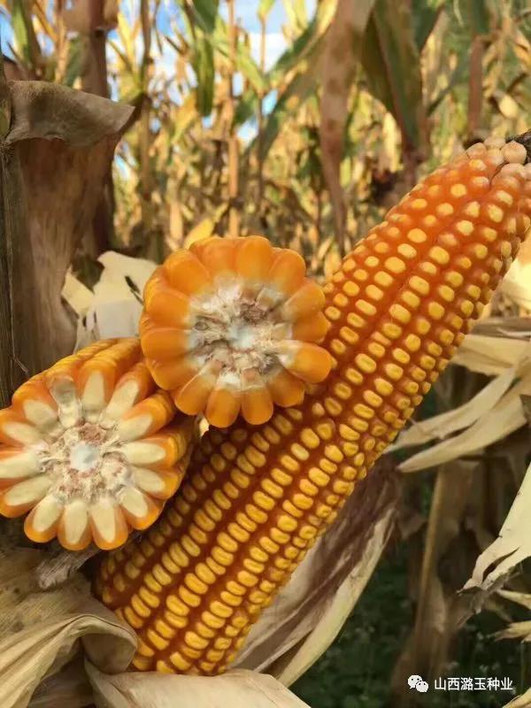 微信图片_20200417090413.jpg 微信图片_20200417090413.jpg