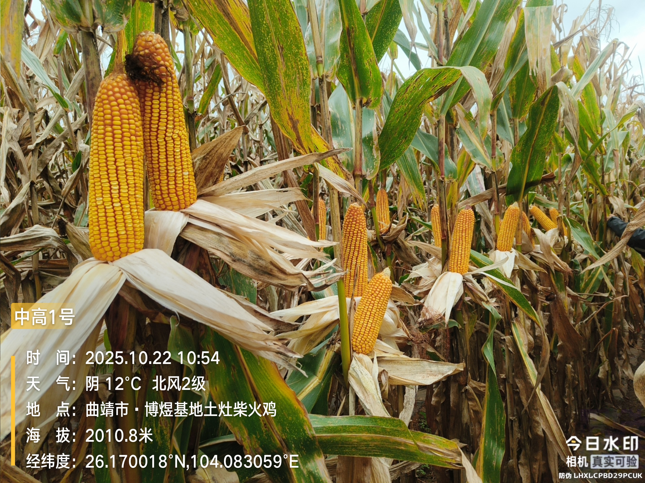 微信图片_20251028143808_55_55.jpg 微信图片_20251028143808_55_55.jpg