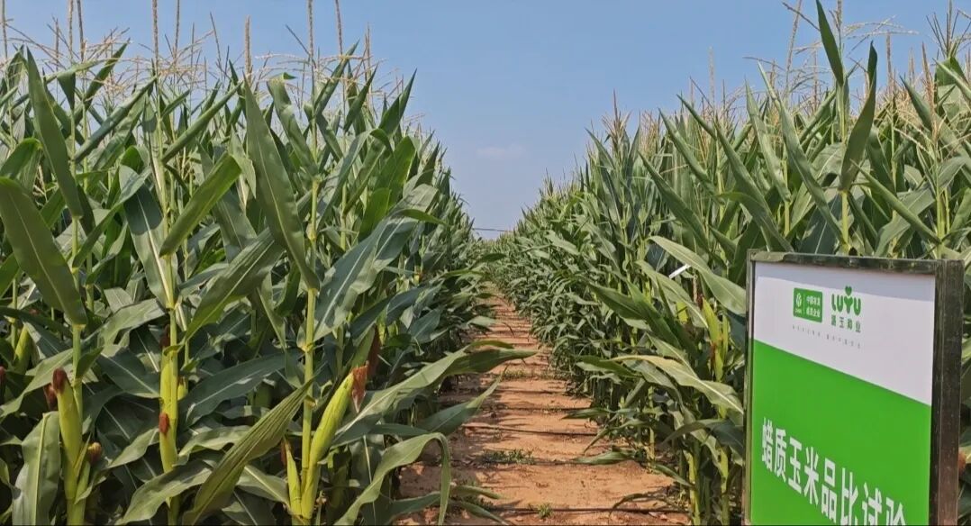 微信图片_2025-12-22_161711_355.jpg 微信图片_2025-12-22_161711_355.jpg